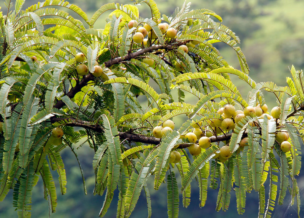 Amla Dual Extracted Powder