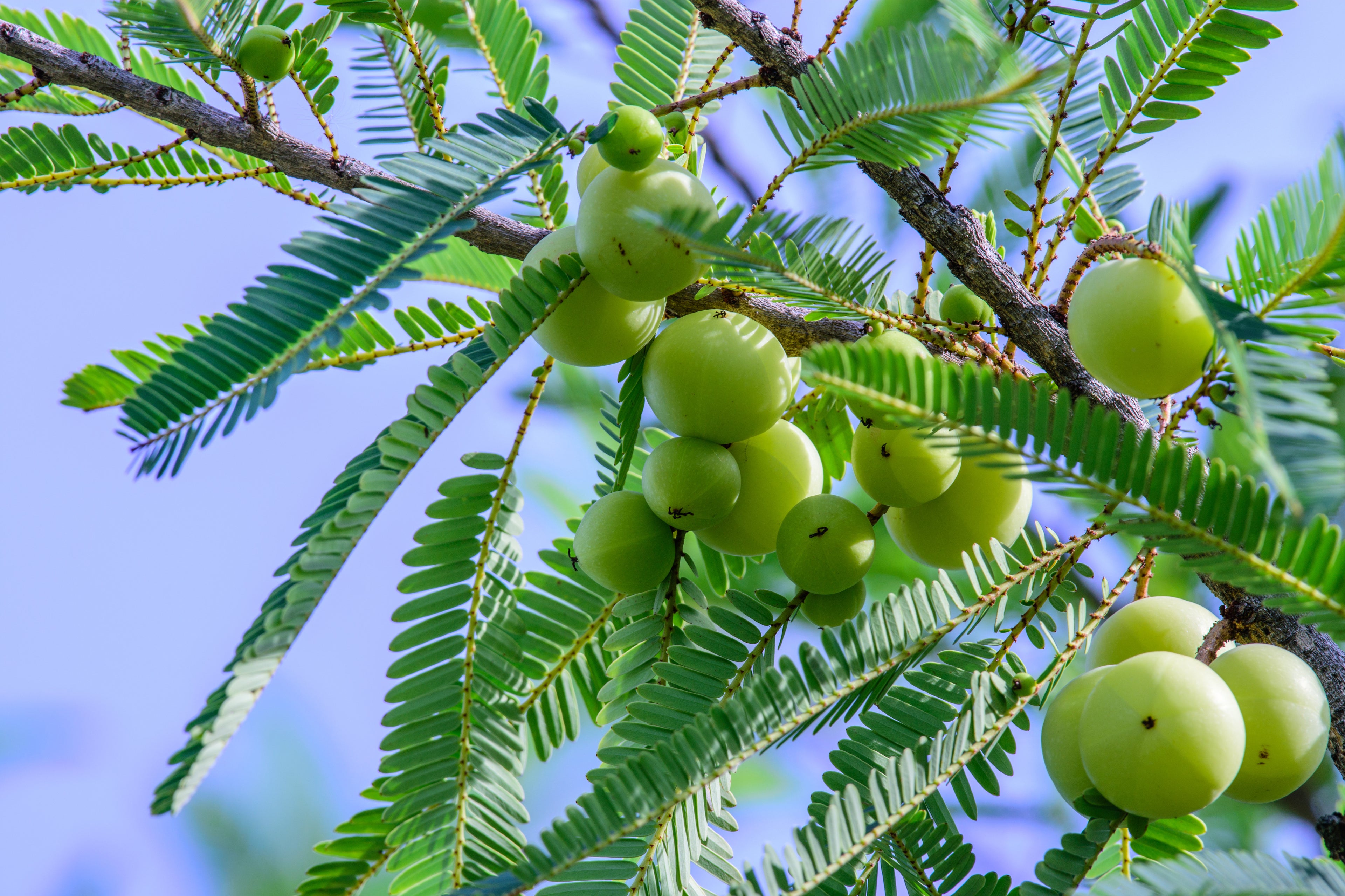 Amla Capsules