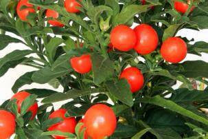 Ashwagandha em Pó de Dupla Extração