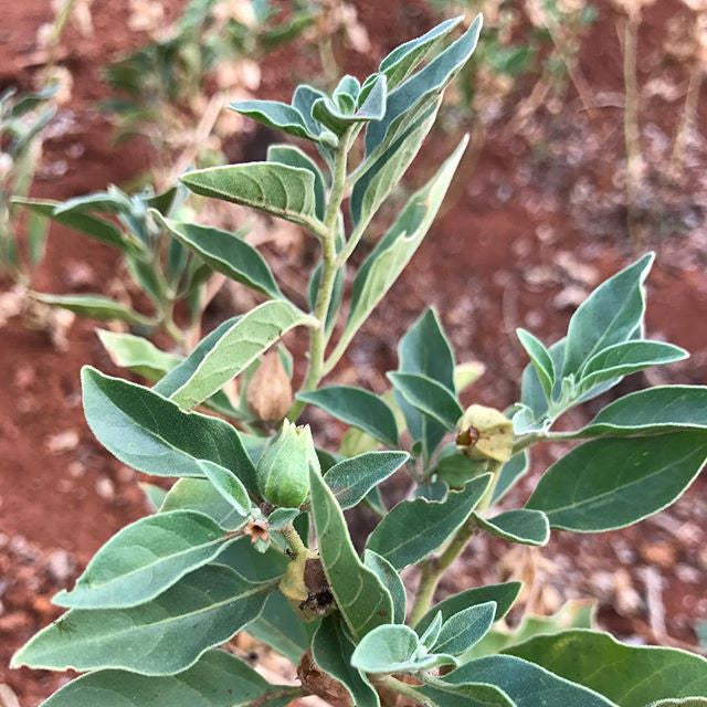 Ashwagandha em Pó de Dupla Extração