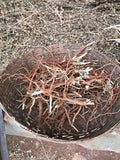 Ashwagandha Capsules