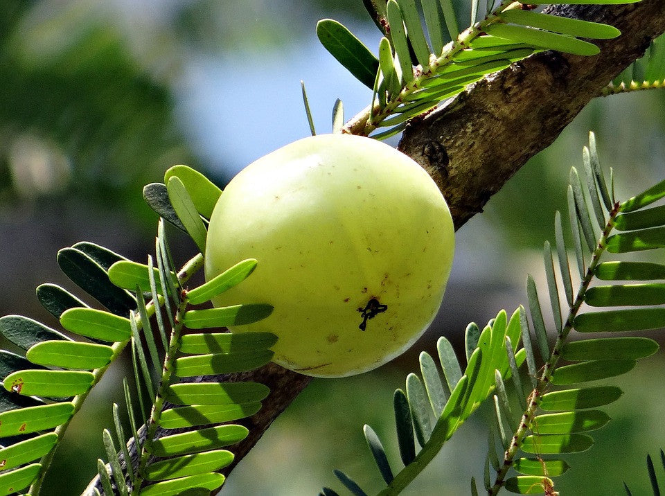 Amla Dual Extracted Powder